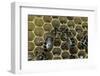 Apis Mellifera (Honey Bee) - Trophallaxis (Mouth-To-Mouth)-Paul Starosta-Framed Photographic Print