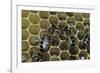 Apis Mellifera (Honey Bee) - Trophallaxis (Mouth-To-Mouth)-Paul Starosta-Framed Photographic Print