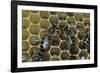 Apis Mellifera (Honey Bee) - Trophallaxis (Mouth-To-Mouth)-Paul Starosta-Framed Photographic Print