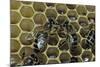 Apis Mellifera (Honey Bee) - Trophallaxis (Mouth-To-Mouth)-Paul Starosta-Mounted Photographic Print