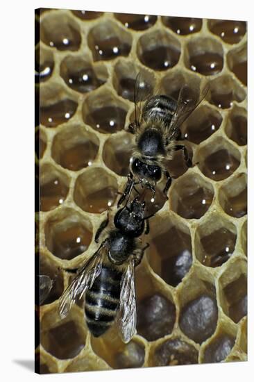 Apis Mellifera (Honey Bee) - Trophallaxis (Mouth-To-Mouth)-Paul Starosta-Stretched Canvas