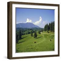 Apline Pastures on the Edge of the Bucegi Mountains, Carpathian Mountains, Transylvania, Romania-Christopher Rennie-Framed Photographic Print