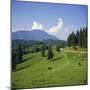 Apline Pastures on the Edge of the Bucegi Mountains, Carpathian Mountains, Transylvania, Romania-Christopher Rennie-Mounted Photographic Print