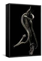 Aplopeltura Boa (Blunt-Headed Tree Snake)-Paul Starosta-Framed Stretched Canvas