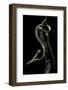 Aplopeltura Boa (Blunt-Headed Tree Snake)-Paul Starosta-Framed Photographic Print