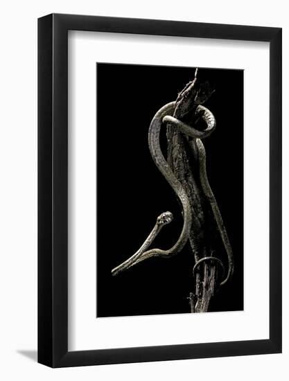 Aplopeltura Boa (Blunt-Headed Tree Snake)-Paul Starosta-Framed Photographic Print
