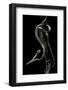 Aplopeltura Boa (Blunt-Headed Tree Snake)-Paul Starosta-Framed Photographic Print