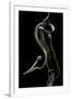 Aplopeltura Boa (Blunt-Headed Tree Snake)-Paul Starosta-Framed Photographic Print