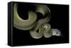 Apodora Papuana (Papuan Python)-Paul Starosta-Framed Stretched Canvas