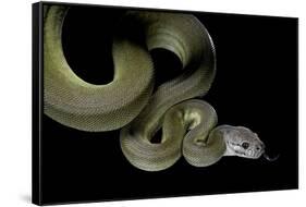 Apodora Papuana (Papuan Python)-Paul Starosta-Framed Stretched Canvas
