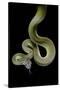 Apodora Papuana (Papuan Python)-Paul Starosta-Stretched Canvas