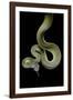 Apodora Papuana (Papuan Python)-Paul Starosta-Framed Photographic Print