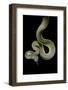 Apodora Papuana (Papuan Python)-Paul Starosta-Framed Photographic Print