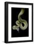 Apodora Papuana (Papuan Python)-Paul Starosta-Framed Photographic Print