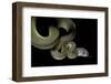 Apodora Papuana (Papuan Python)-Paul Starosta-Framed Photographic Print