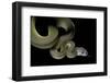 Apodora Papuana (Papuan Python)-Paul Starosta-Framed Photographic Print