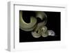 Apodora Papuana (Papuan Python)-Paul Starosta-Framed Photographic Print