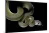 Apodora Papuana (Papuan Python)-Paul Starosta-Mounted Photographic Print