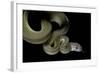 Apodora Papuana (Papuan Python)-Paul Starosta-Framed Photographic Print