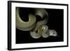 Apodora Papuana (Papuan Python)-Paul Starosta-Framed Photographic Print