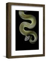 Apodora Papuana (Papuan Python)-Paul Starosta-Framed Photographic Print