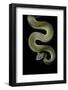 Apodora Papuana (Papuan Python)-Paul Starosta-Framed Photographic Print