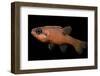Apogon Maculatus (Flamefish, Spotted Cardinalfish)-Paul Starosta-Framed Photographic Print