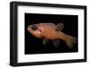 Apogon Maculatus (Flamefish, Spotted Cardinalfish)-Paul Starosta-Framed Photographic Print