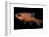 Apogon Maculatus (Flamefish, Spotted Cardinalfish)-Paul Starosta-Framed Photographic Print