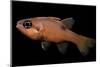 Apogon Maculatus (Flamefish, Spotted Cardinalfish)-Paul Starosta-Mounted Photographic Print