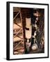 Apollo 10 Spacecraft-null-Framed Photographic Print