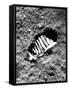 Apollo 11 Astronaut Footprint on Moon-null-Framed Stretched Canvas