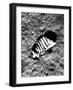 Apollo 11 Astronaut Footprint on Moon-null-Framed Photographic Print