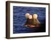 Apollo 13 Capsule-null-Framed Photographic Print