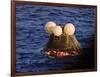 Apollo 13 Capsule-null-Framed Photographic Print