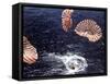 Apollo 15 Splashing Down in Pacific Ocean W. Parachutes Trailing Behind-null-Framed Stretched Canvas