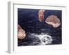 Apollo 15 Splashing Down in Pacific Ocean W. Parachutes Trailing Behind-null-Framed Premium Photographic Print