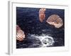 Apollo 15 Splashing Down in Pacific Ocean W. Parachutes Trailing Behind-null-Framed Photographic Print