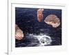 Apollo 15 Splashing Down in Pacific Ocean W. Parachutes Trailing Behind-null-Framed Photographic Print