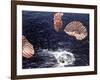 Apollo 15 Splashing Down in Pacific Ocean W. Parachutes Trailing Behind-null-Framed Photographic Print