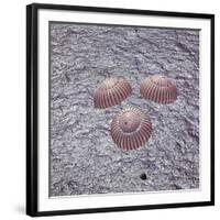 Apollo 16 recovery-Science Source-Framed Giclee Print