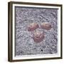 Apollo 16 recovery-Science Source-Framed Giclee Print