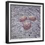 Apollo 16 recovery-Science Source-Framed Giclee Print