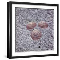 Apollo 16 recovery-Science Source-Framed Giclee Print