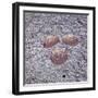 Apollo 16 recovery-Science Source-Framed Giclee Print