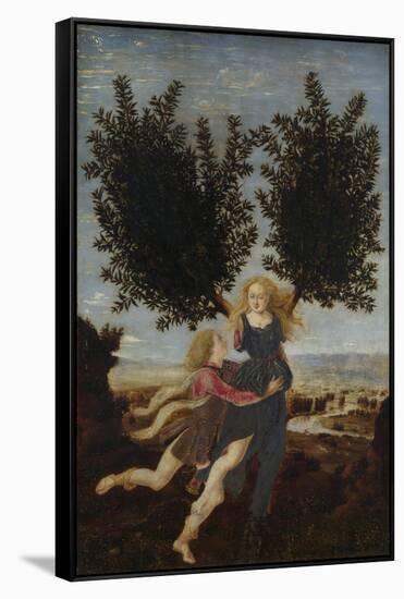 Apollo and Daphne, Ca. 1470-1480-Antonio Pollaiuolo-Framed Stretched Canvas