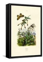 Apollo Butterfly, 1833-39-null-Framed Stretched Canvas