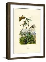 Apollo Butterfly, 1833-39-null-Framed Giclee Print