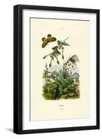 Apollo Butterfly, 1833-39-null-Framed Giclee Print