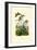 Apollo Butterfly, 1833-39-null-Framed Giclee Print